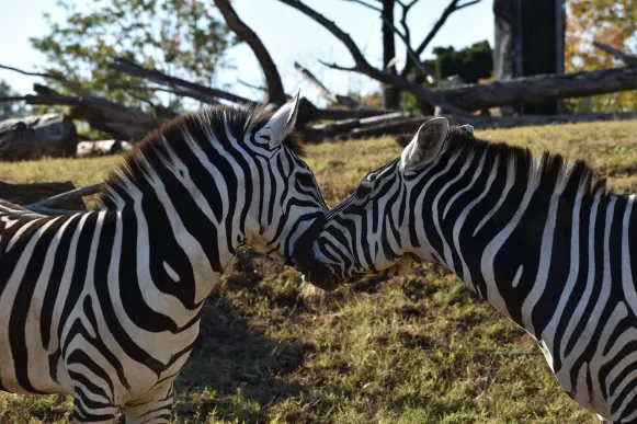 CrazyFox Kazino Pagalba